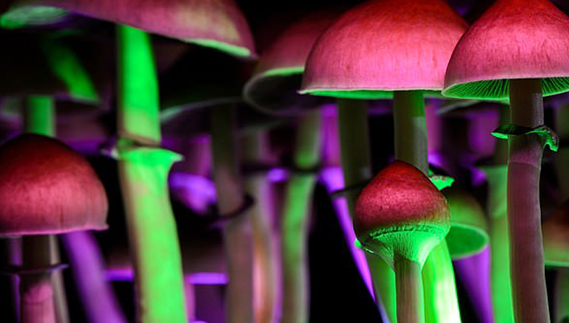 mushrooms online mushrooms